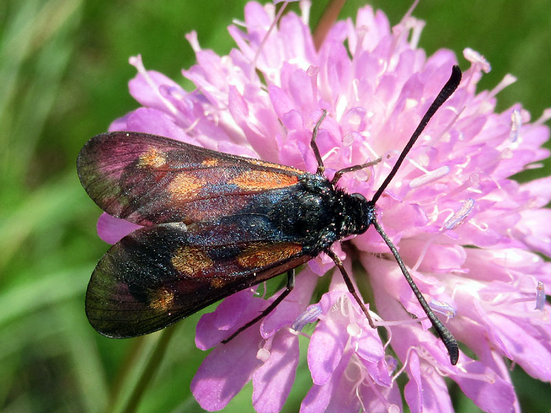 Zygaena da identificare - Zygaena (Mesembrynus) cynarae